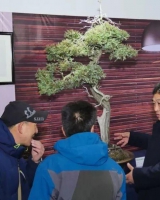 漢風起兮 徐州首屆盆景、賞石藝術展